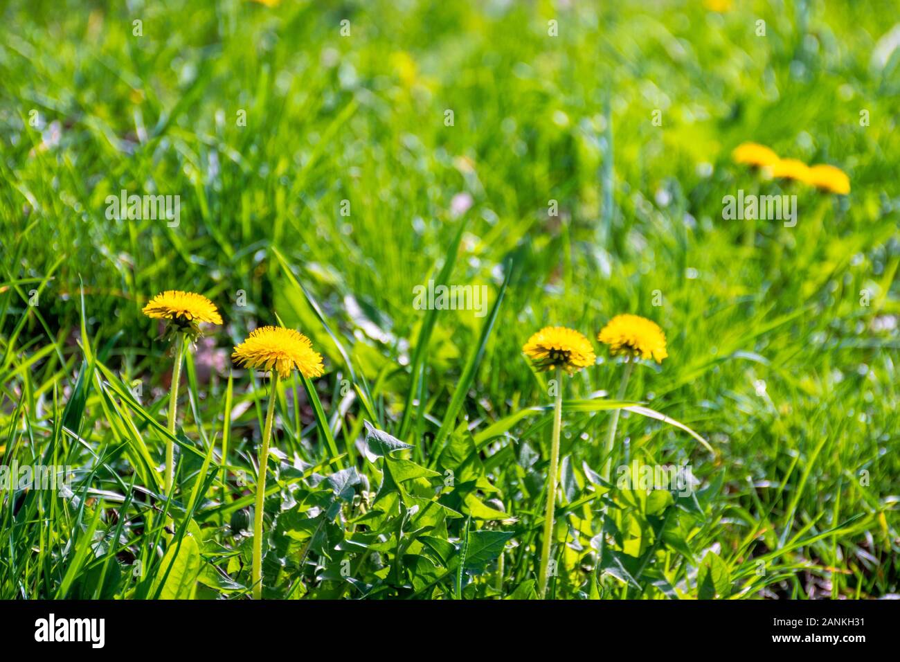 yellow dandelion flowers in the tall green grass. springtime nature background on a sunny day. Stock Photo