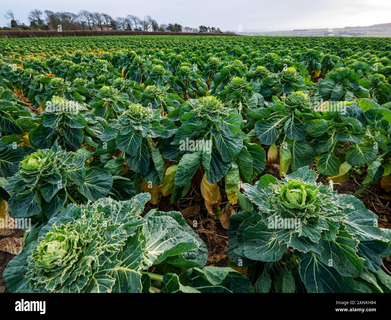 Brussel sprouts growing in field in Winter, East Lothian, Scotland, UK