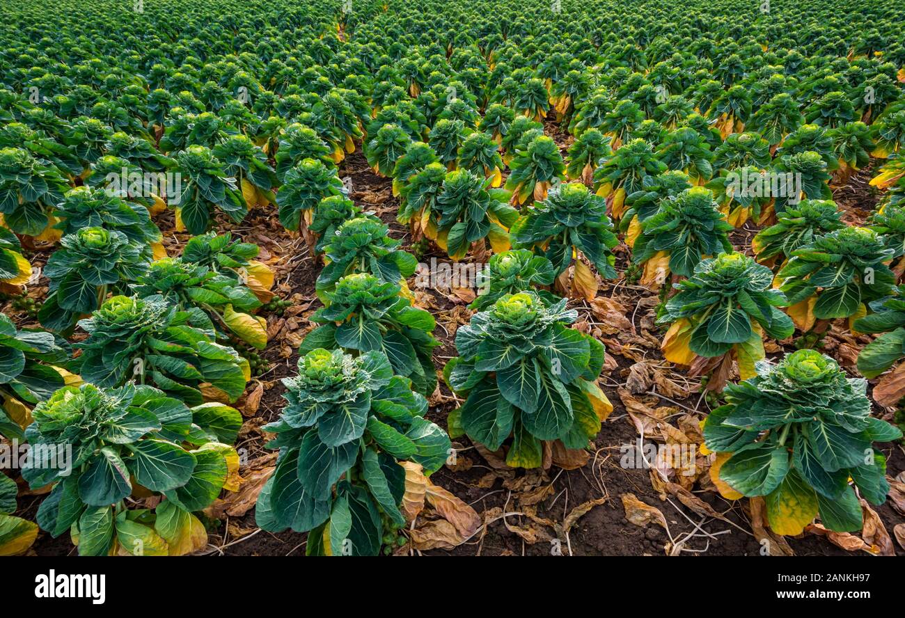 Uk uk brussel sprouts field hires stock photography and images Alamy