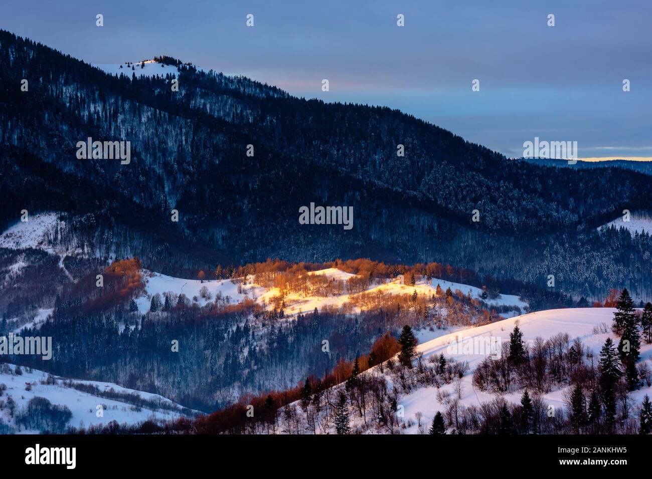 winter countryside scenery at dawn. landscape with spot of first light on snow covered hill. dark coniferous distant forest in shade of the mountain. Stock Photo