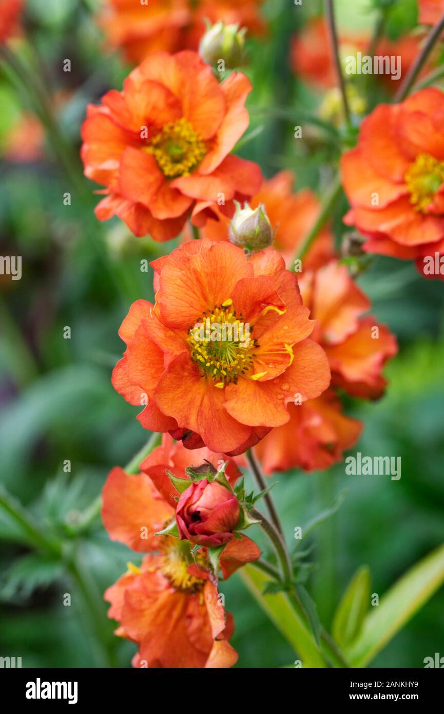 Geum ‘Prinses Juliana’ flowers. Stock Photo