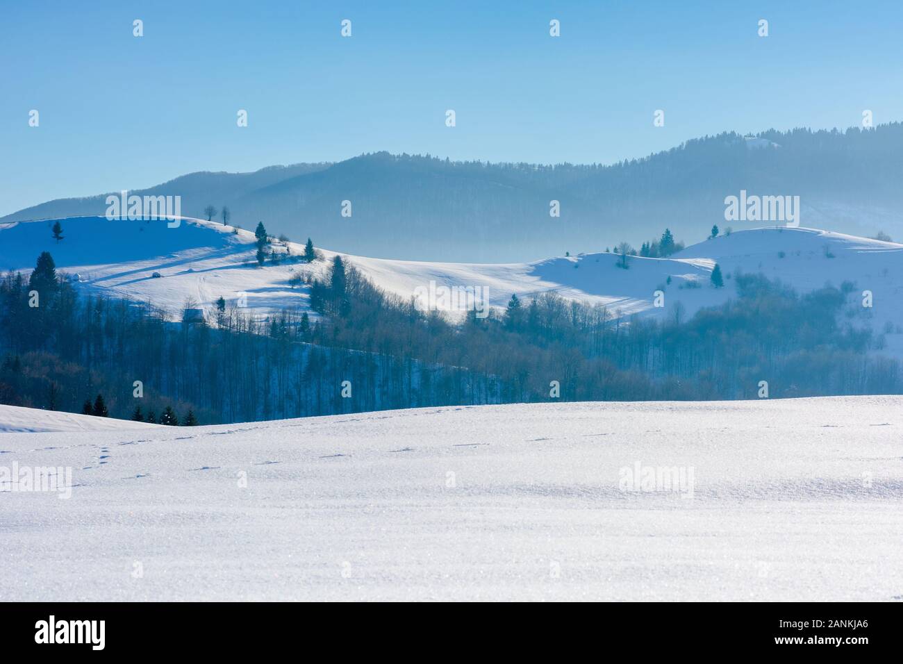 mountainous countryside in wintertime. trees on snow covered hills and meadows. wonderful weather on a bright sunny day in winter. beautiful carpathia Stock Photo