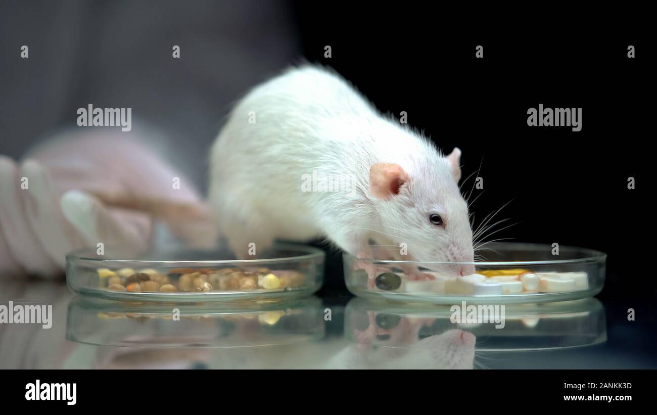Lab worker feeding rat with supplements instead food, vitamins