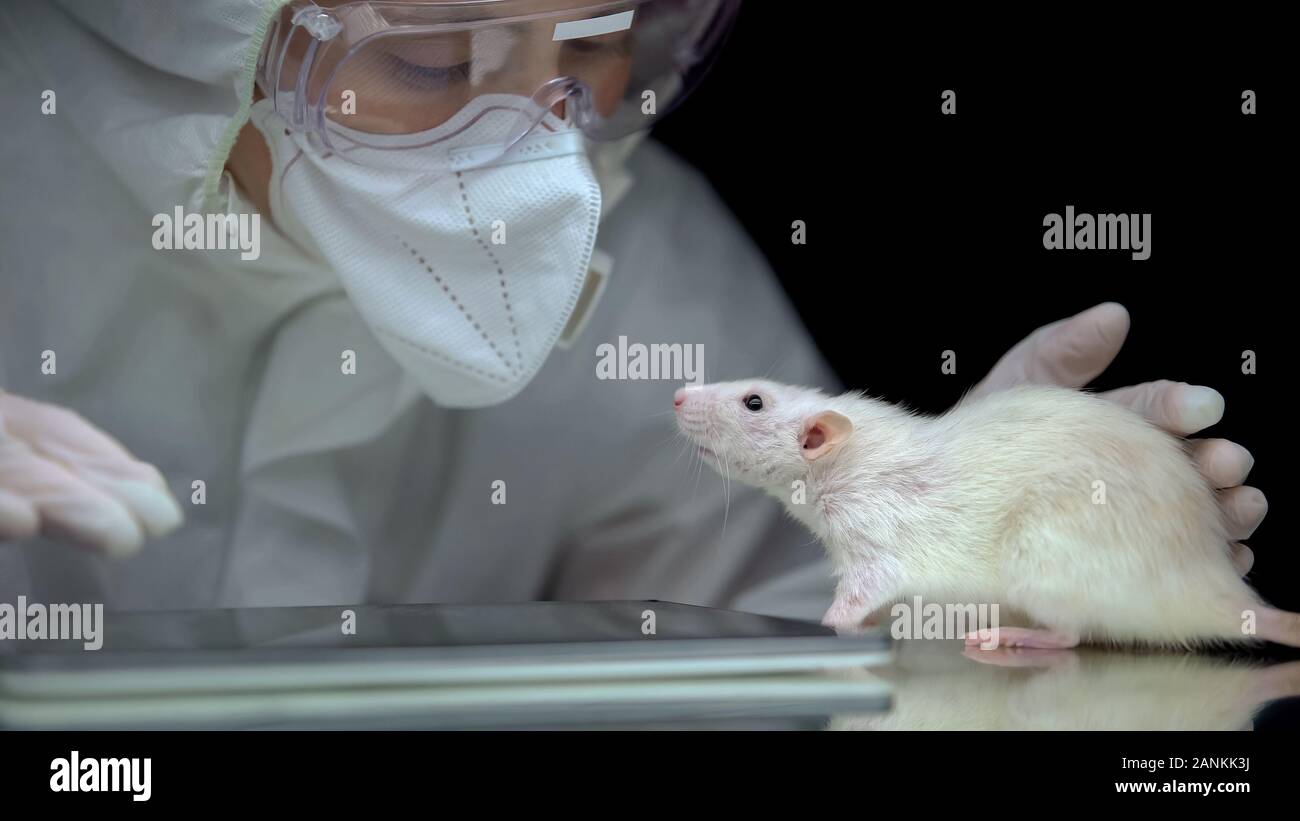 Джон кэлхун эксперимент с мышами. Джон кэлхун мышиный рай. Крысиный рай эксперимент вселенная 25. Эксперимент ученого с мышами. Крысиный рай эксперимент вселенная 25.