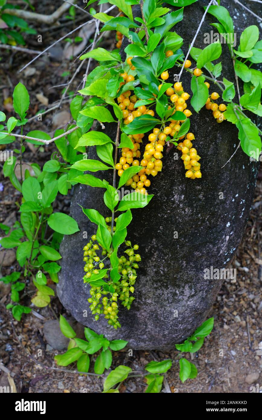 View Of A Duranta Erecta A Tropical Plant With Purple Flowers And Yellow Berries Stock Photo Alamy