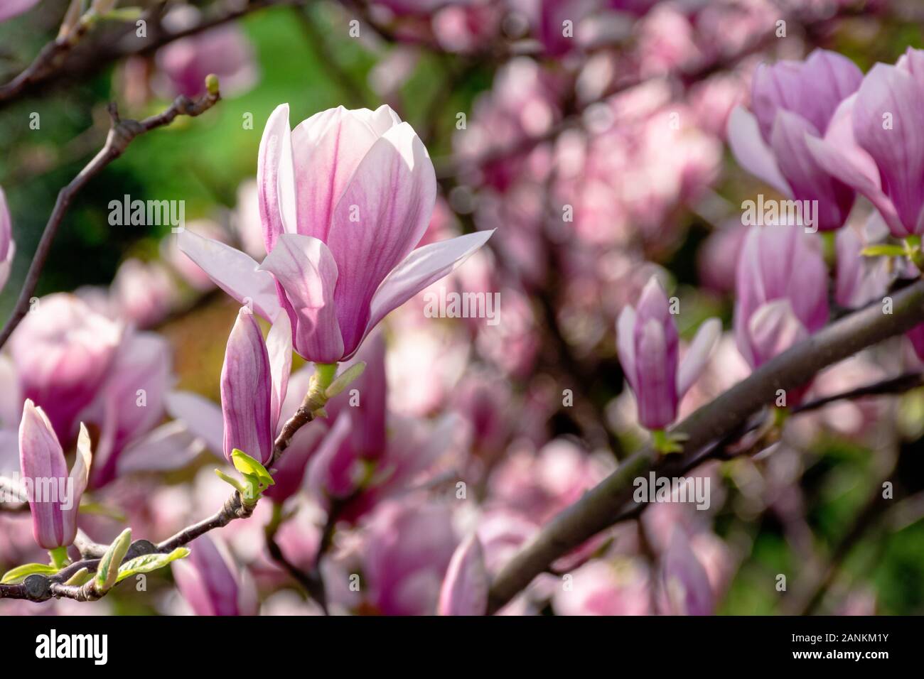 pink blossom of magnolia tree. big flowering on the twigs in sunlight