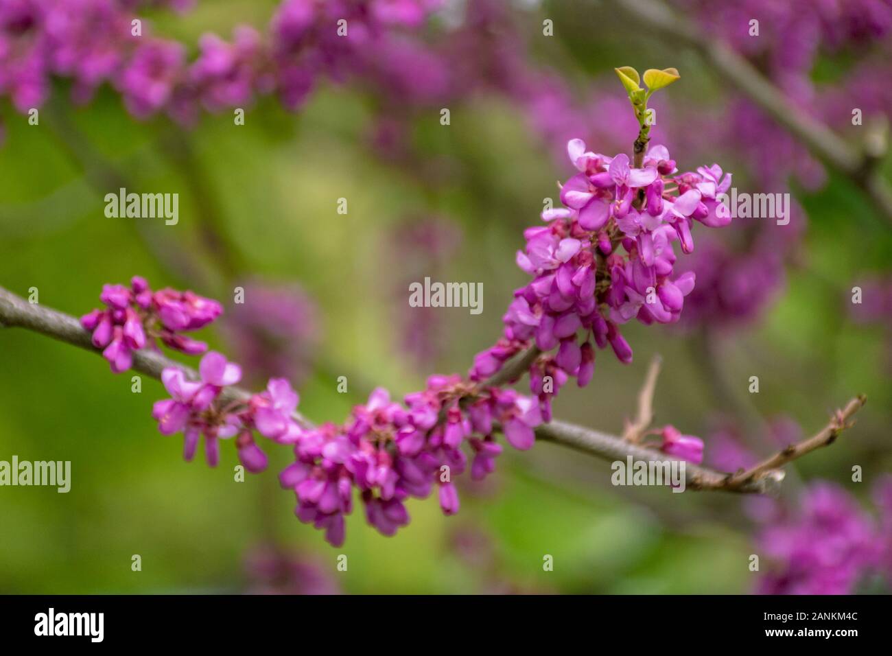 judas tree in blossom. purple flowers on the twigs. beautiful redbud background. Stock Photo