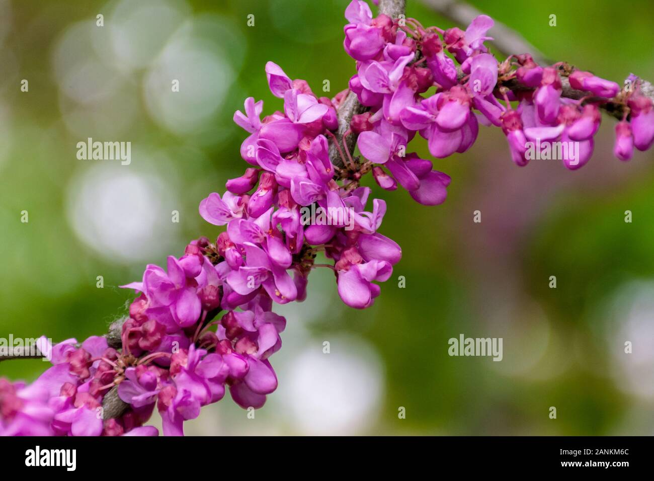 judas tree in blossom. purple flowers on the twigs. beautiful redbud background. Stock Photo