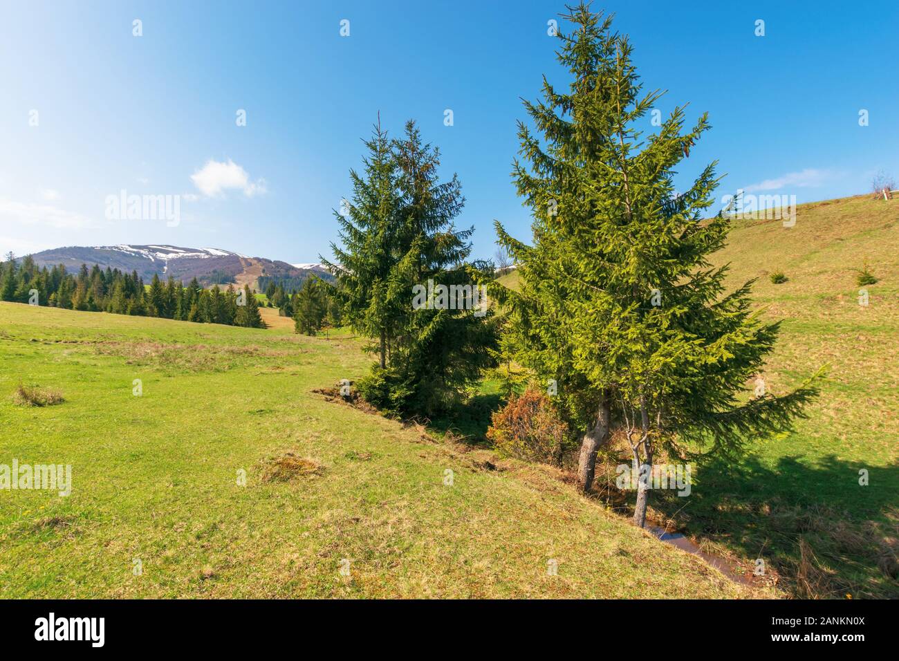 mountainous countryside in springtime. spruce trees on the grassy hills. spots of snow on the distant mountain top. sunny weather with blue cloudless Stock Photo