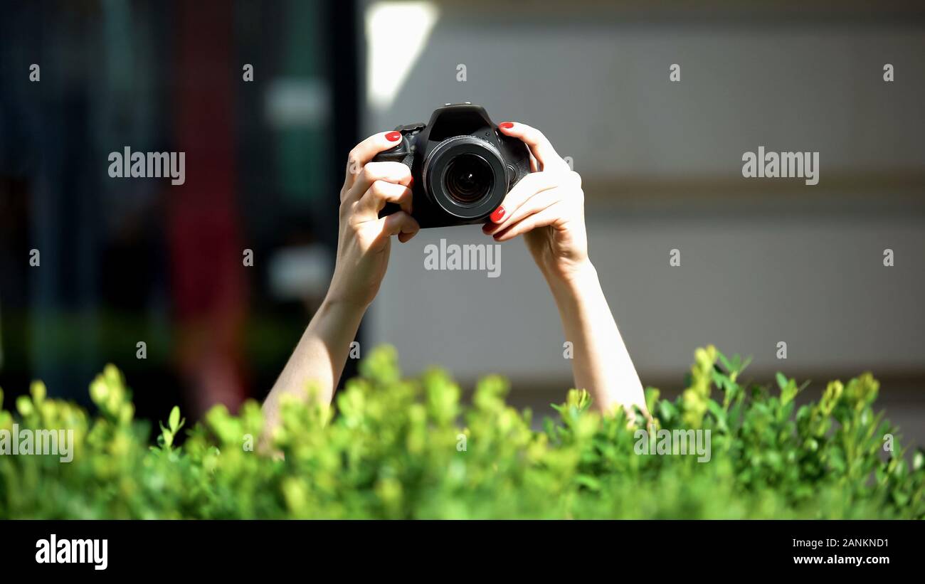 Woman hands holding photo camera behind park bush, private detective, spying Stock Photo