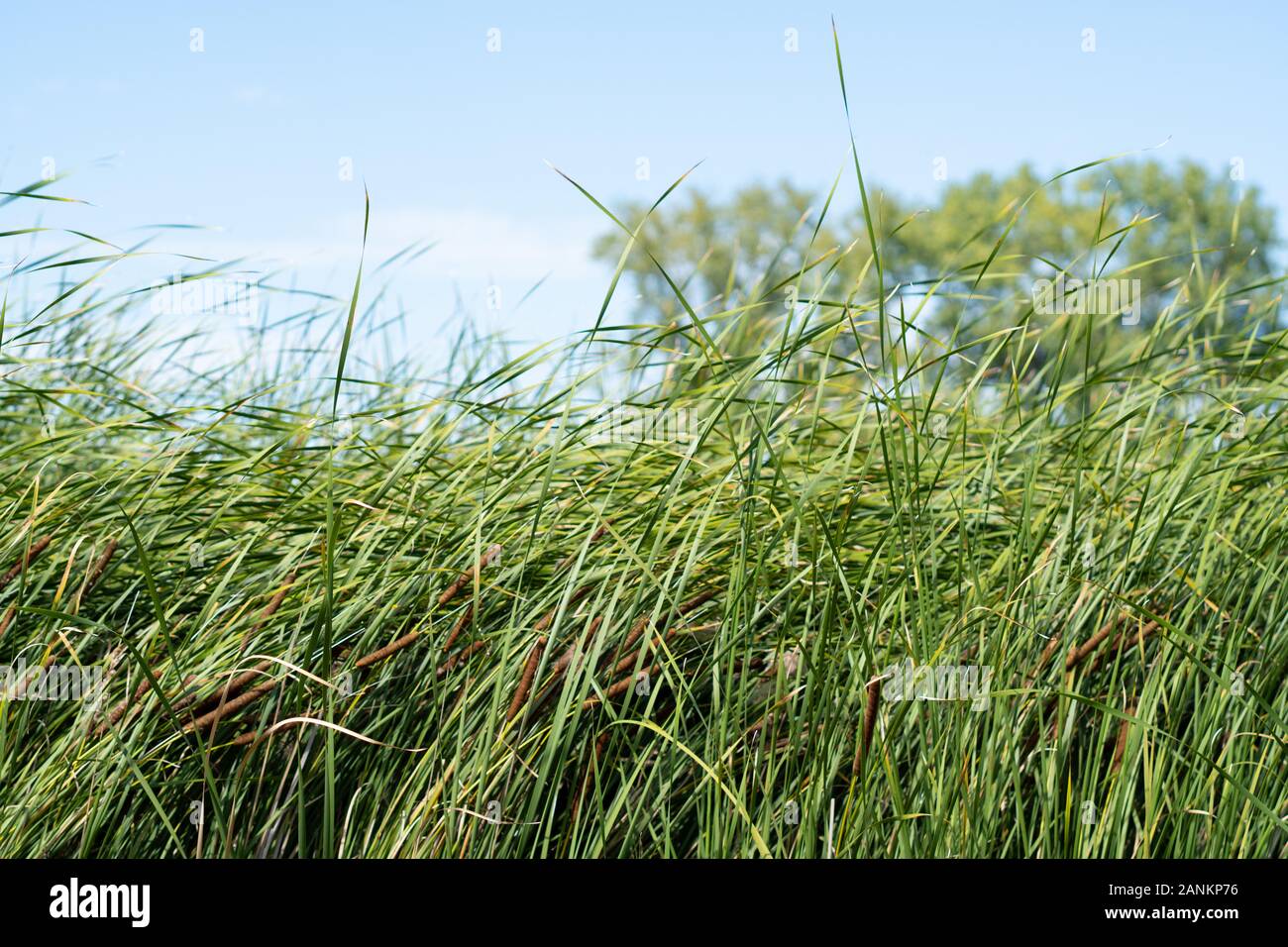 Wind Blowing Reeds Wind blowing over river hi-res stock photography and images - Alamy