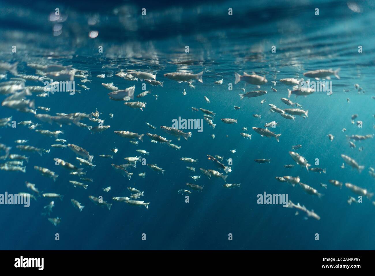 Mugil cephalus fish under the surface of the egypt ocean, small fish swarm in the ocean of egypt, underwater photography Stock Photo