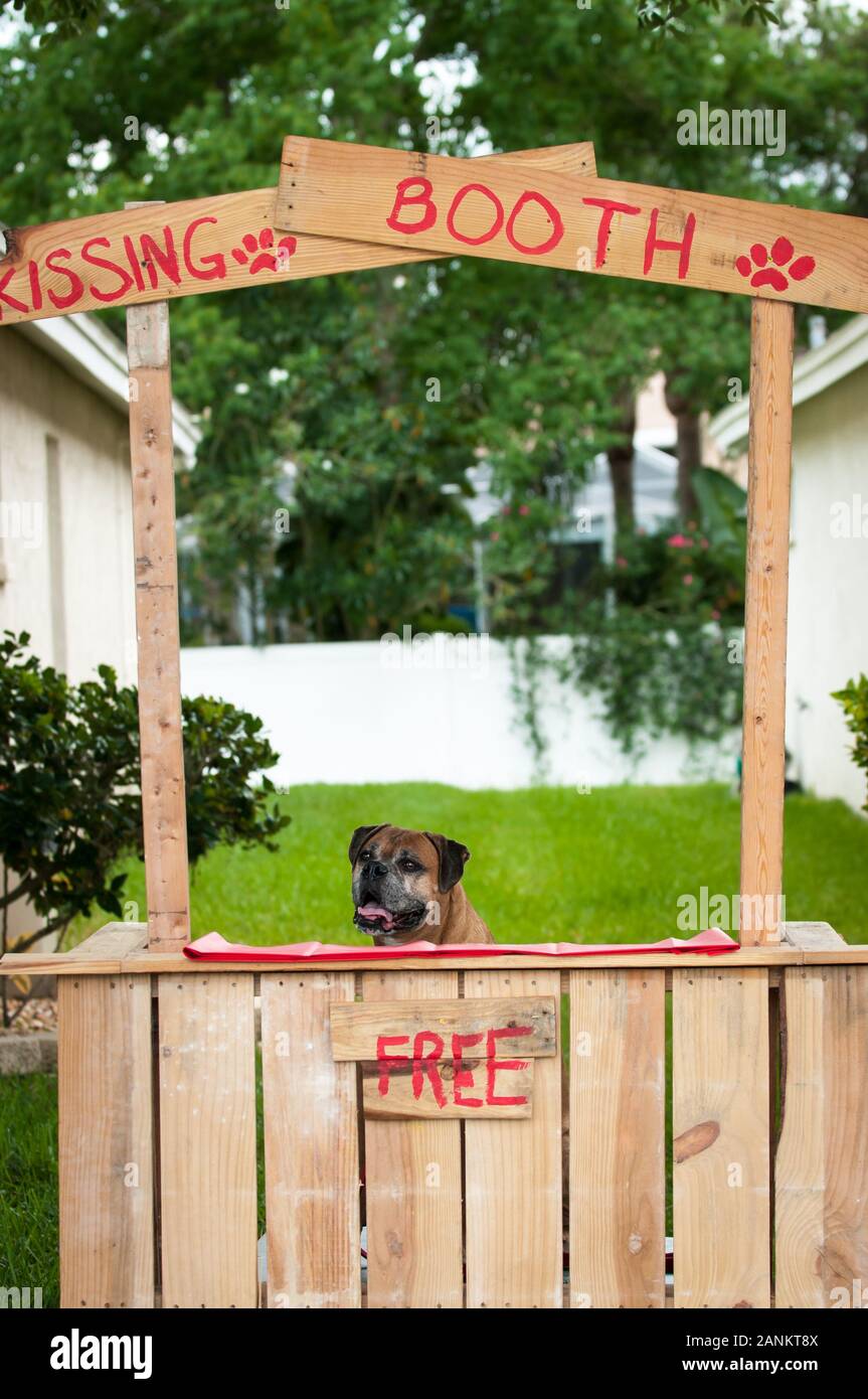 Kissing booth with a dog waiting to be kissed Stock Photo
