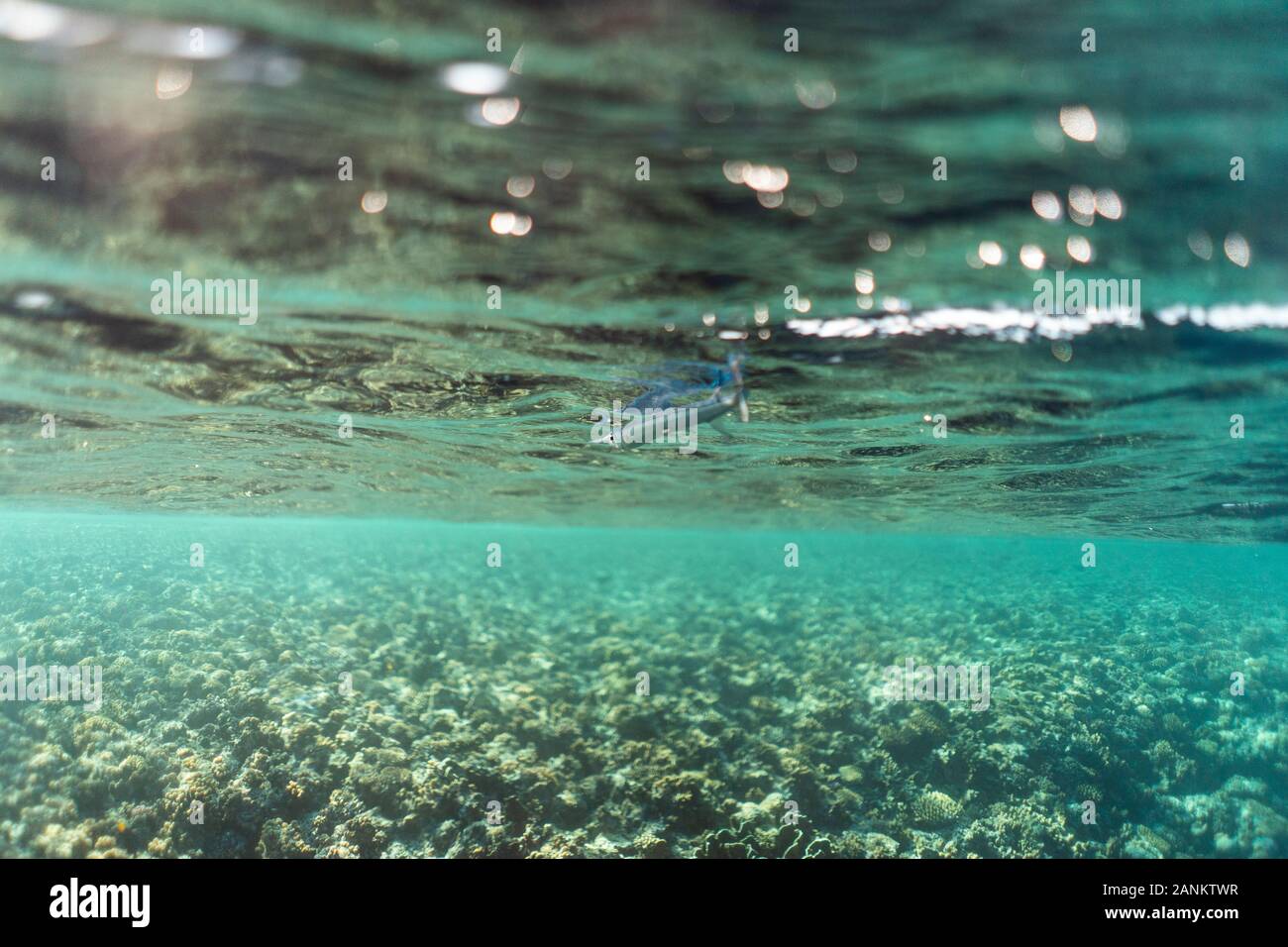 Belonidae underwater in the ocean of egypt, underwater in the ocean of egypt, Belonidae underwater photograph underwater photograph, Stock Photo