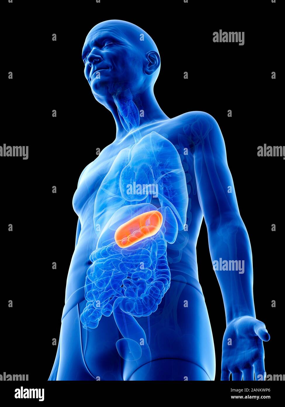 Illustration of an old man's stomach Stock Photo - Alamy