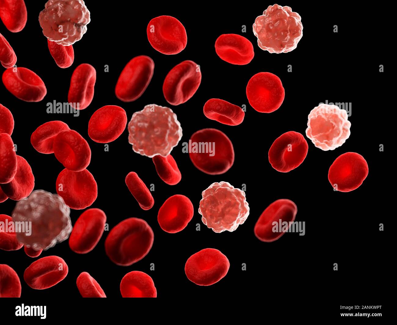 Red and white blood cells, illustration Stock Photo Biology Diagrams