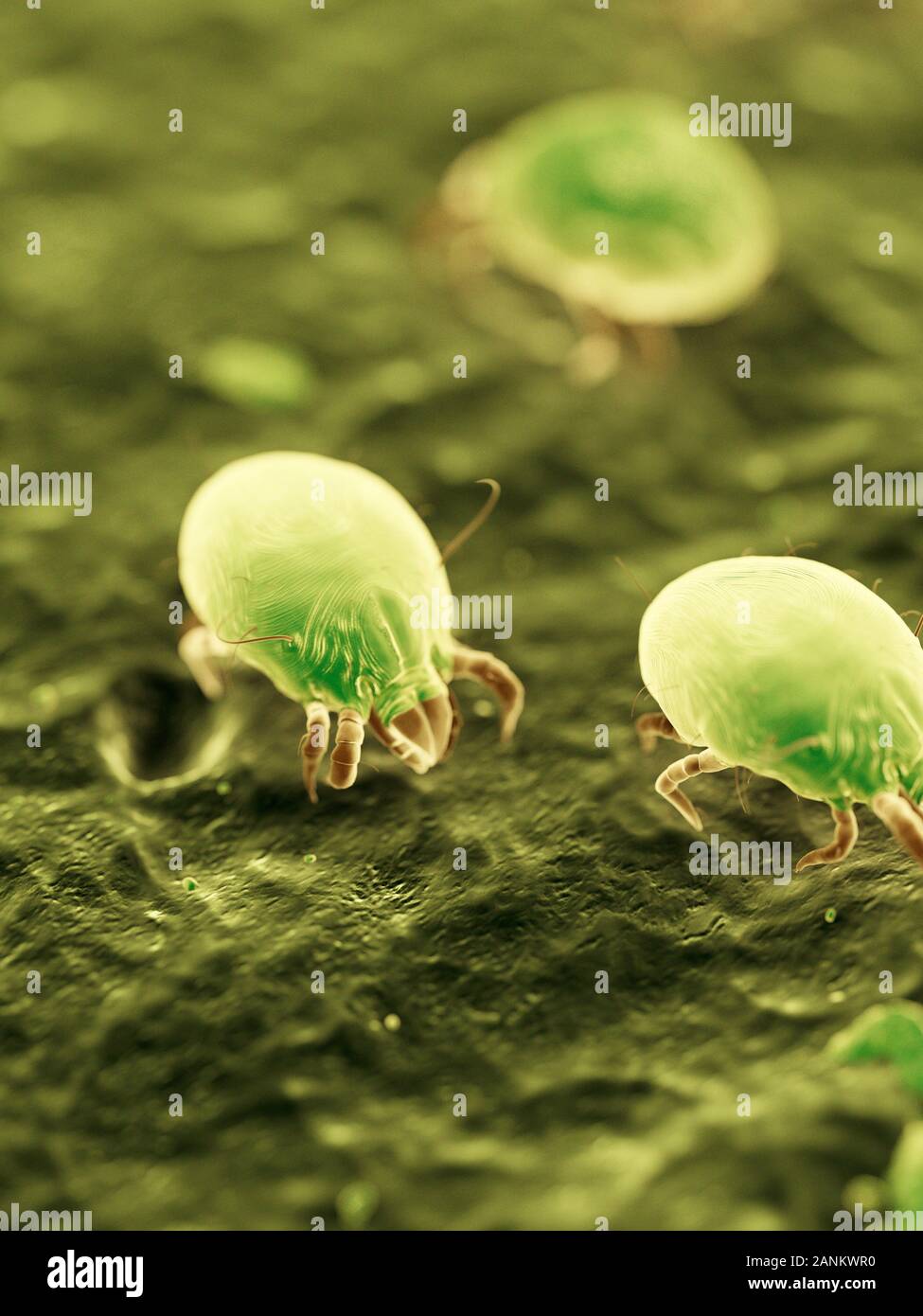 Dust mites, illustration Stock Photo Alamy