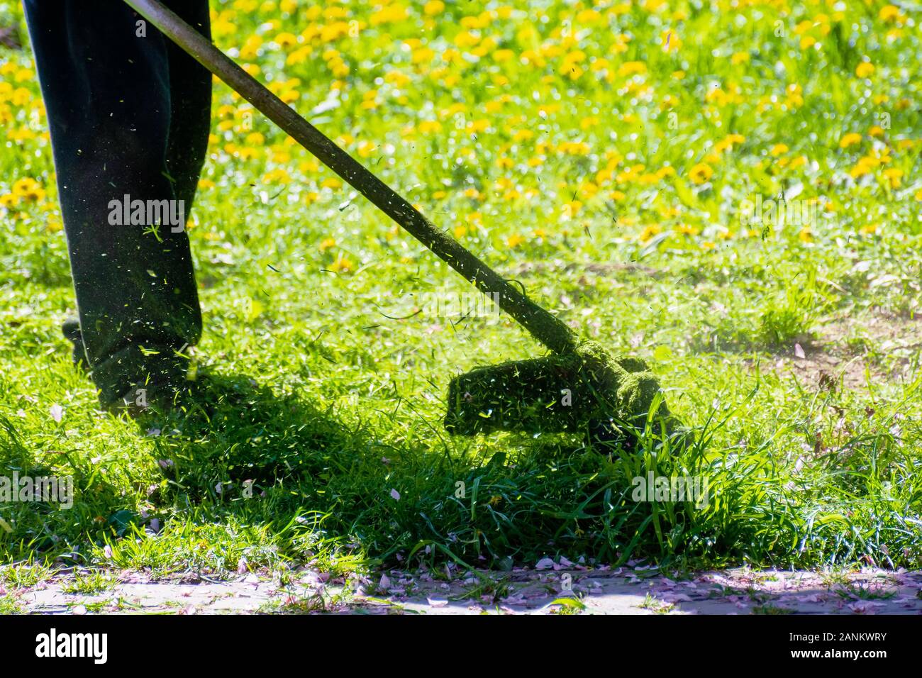 trimming dandelions and other weeds in the yard. an overgrown backyard