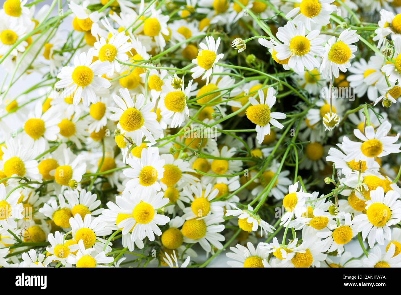 Chamomile frame hi-res stock photography and images - Alamy