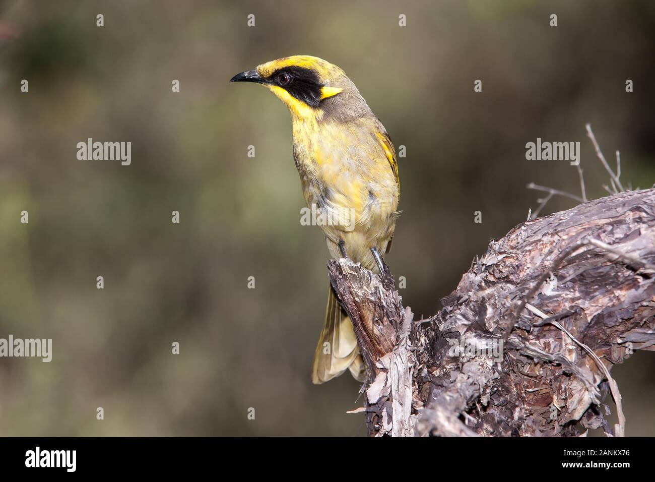 Yellow-tufted Honeyeater Stock Photo - Alamy