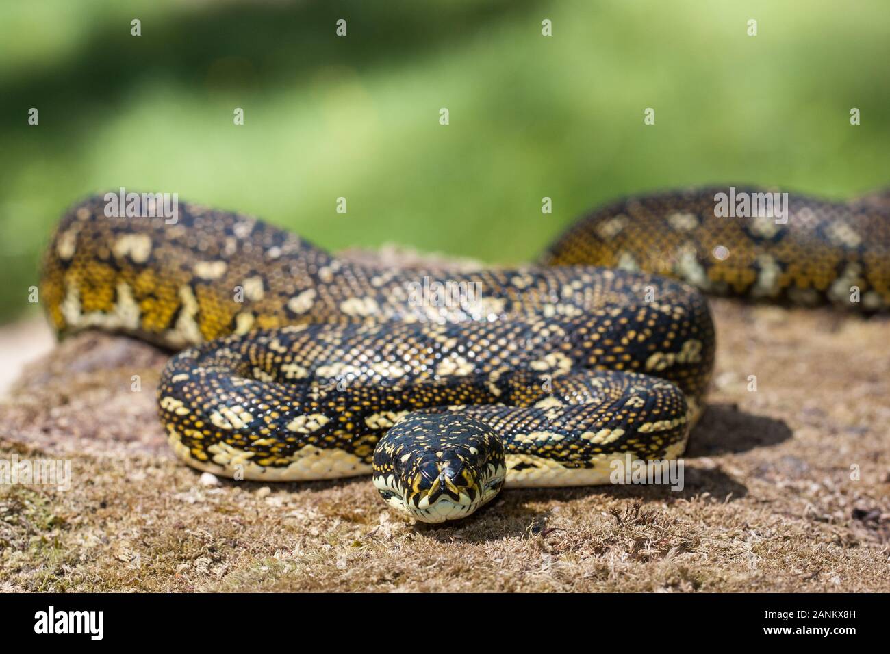 Diamond python hi-res stock photography and images - Alamy