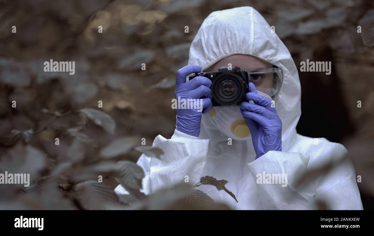 Researcher taking photos of infected plants in dangerous infected area, damage Stock Photo