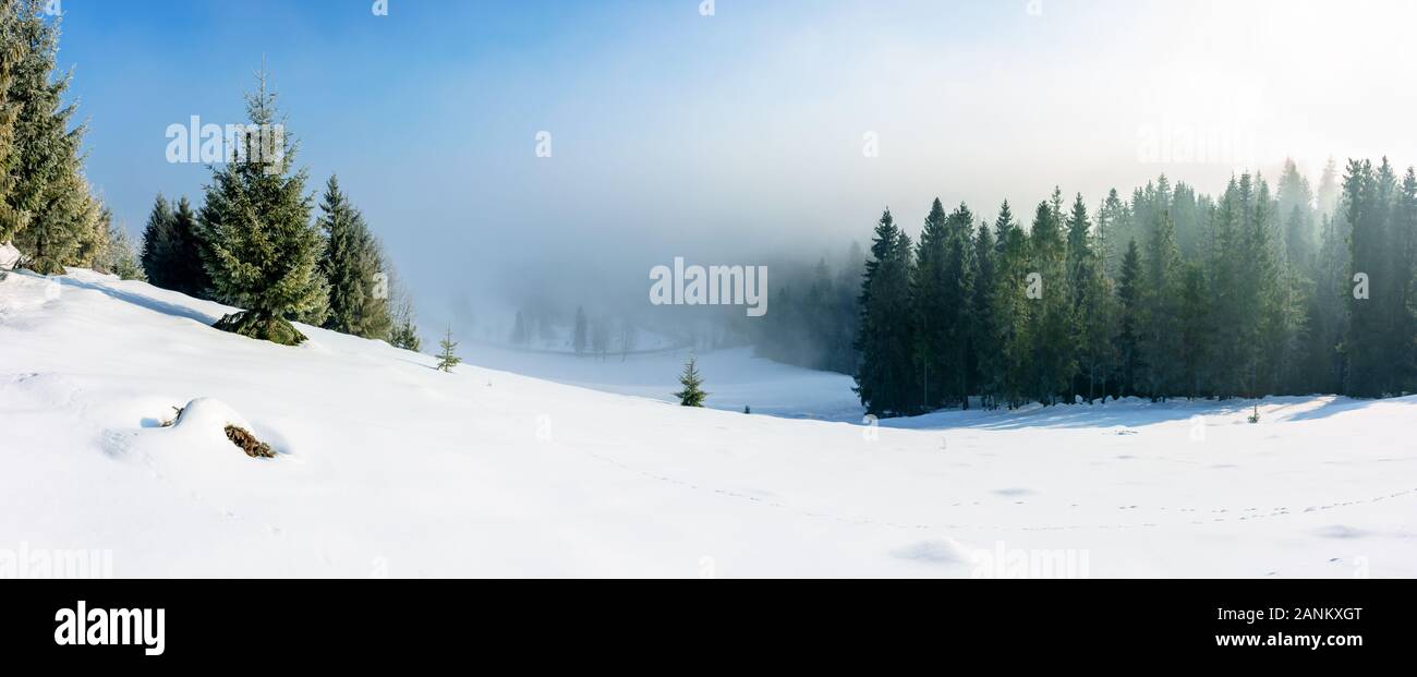 winter landscape at sunrise. spruce forest on a snow covered hill in fog. sunny panorama with blue sky Stock Photo
