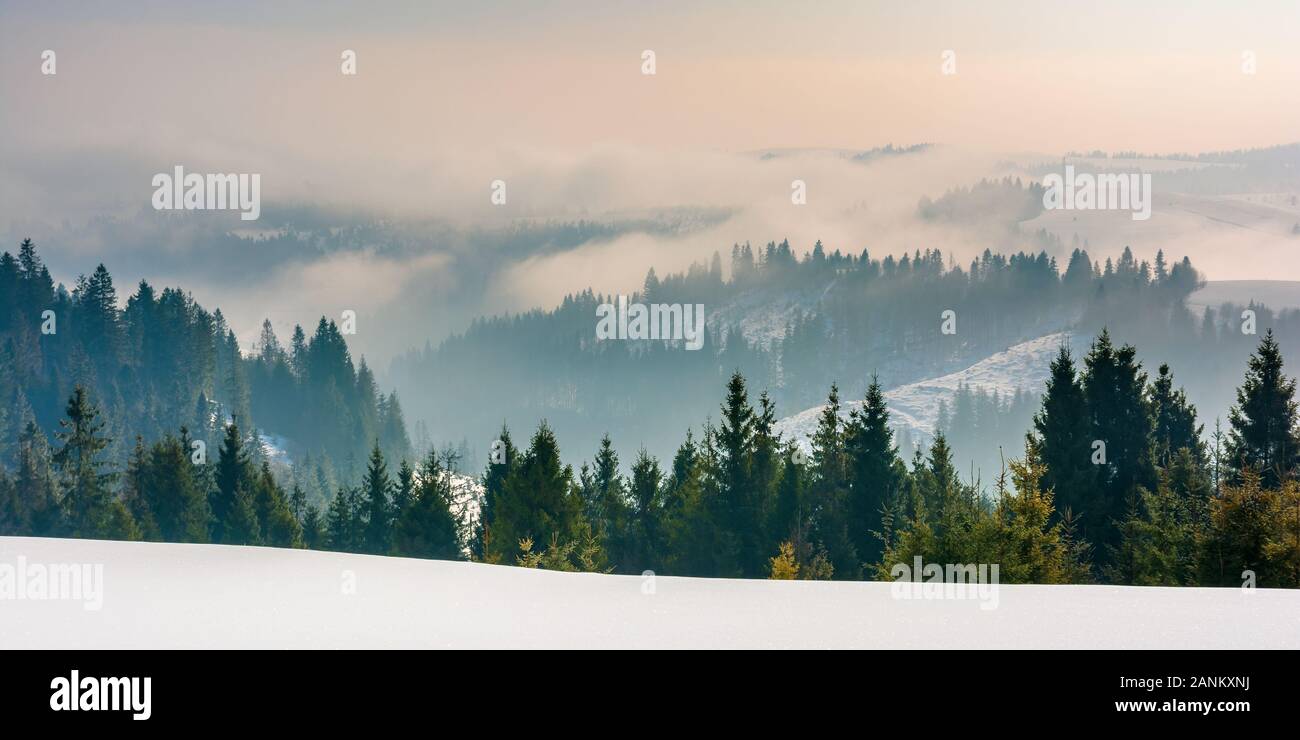 majestic countryside at sunrise in wintertime. spruce trees on snow covered slopes. clouds and fog rise above distant rolling hills. beautiful rural l Stock Photo