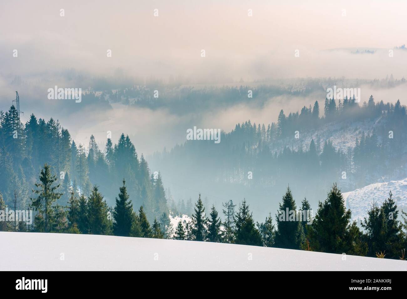 majestic countryside at sunrise in wintertime. spruce trees on snow covered slopes. clouds and fog rise above distant rolling hills. beautiful rural l Stock Photo