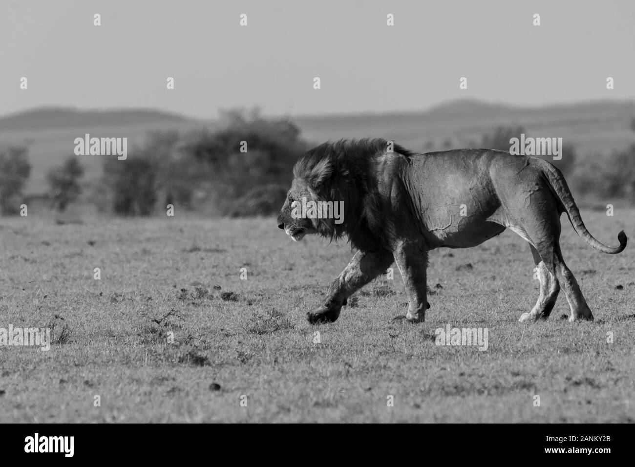 Lions belonging to double cross pride enjoying a fresh kill in the plains of Africa inside Masai Mara National Reserve during a wildlife safari Stock Photo