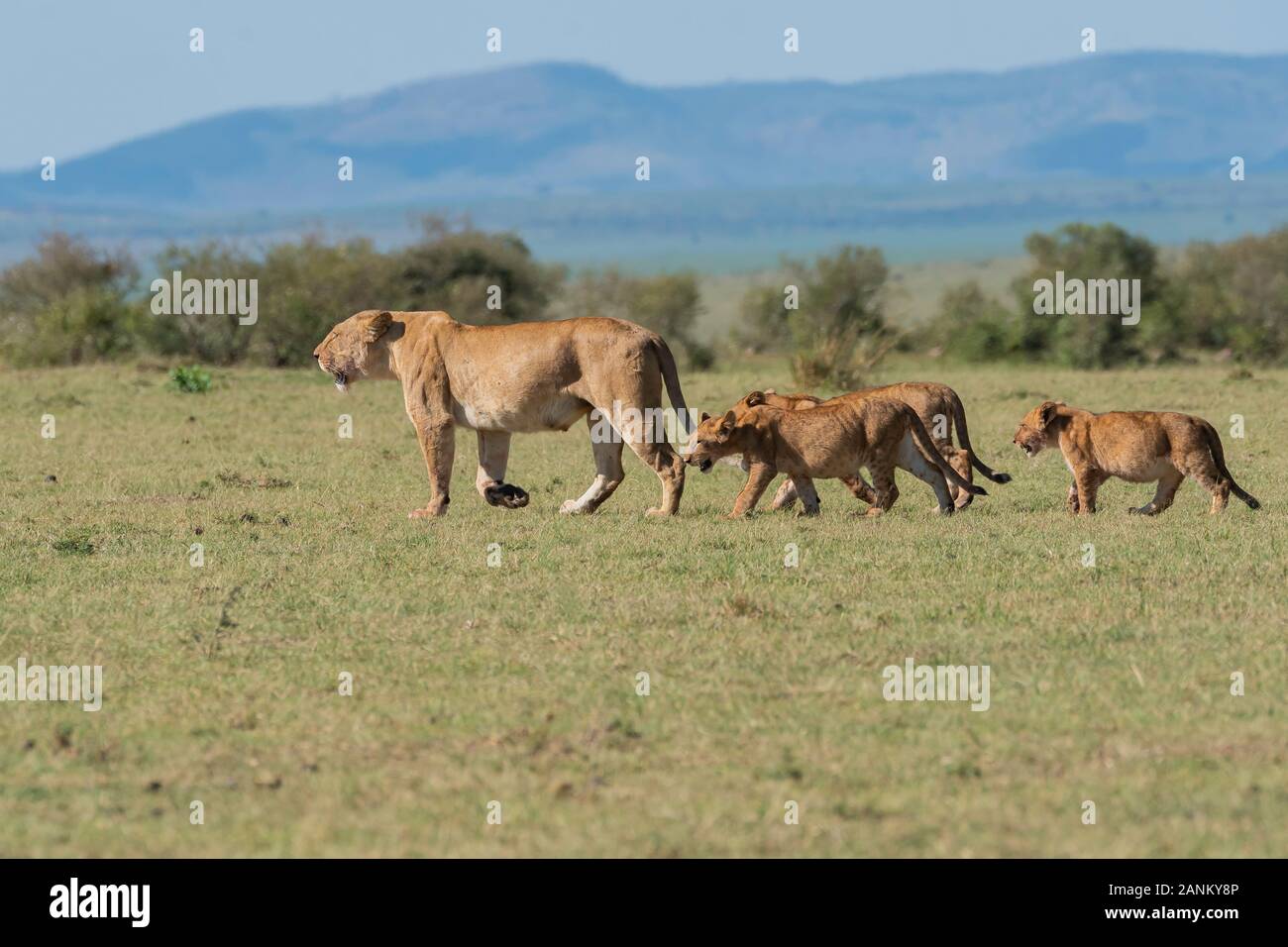Rhino Ridge High Resolution Stock Photography and Images - Alamy