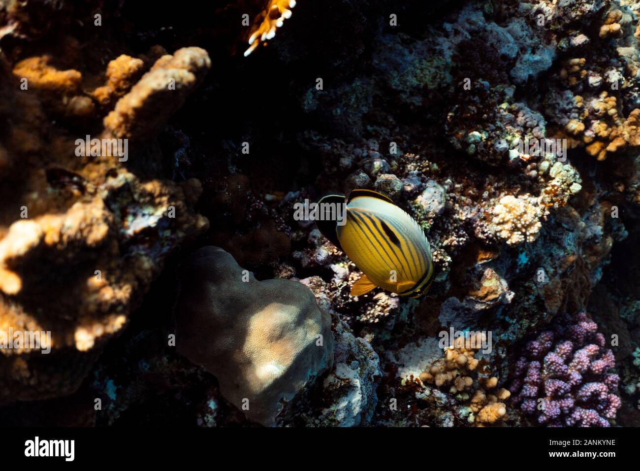 Chaetodon austriacus underwater in the ocean of egypt, underwater in the ocean of egypt, Chaetodon austriacus underwater photograph underwater photogr Stock Photo