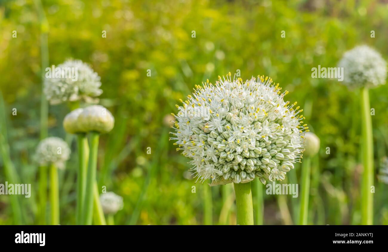 leek flower allium porrum closeup view against defocused background outdoors Stock Photo