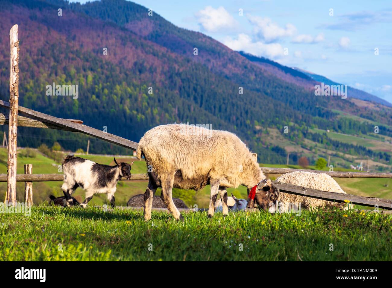 herd of goats on the alpine meadow in spring. beautiful rural scenery in evening light. mountain ridge in the distance. wonderful sunny weather with f Stock Photo