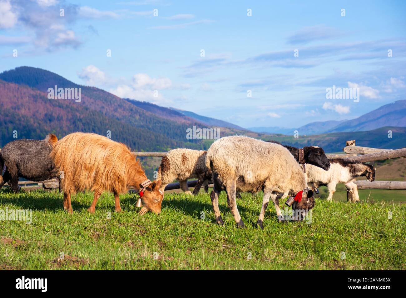 herd of goats on the alpine meadow in spring. beautiful rural scenery in evening light. mountain ridge in the distance. wonderful sunny weather with f Stock Photo