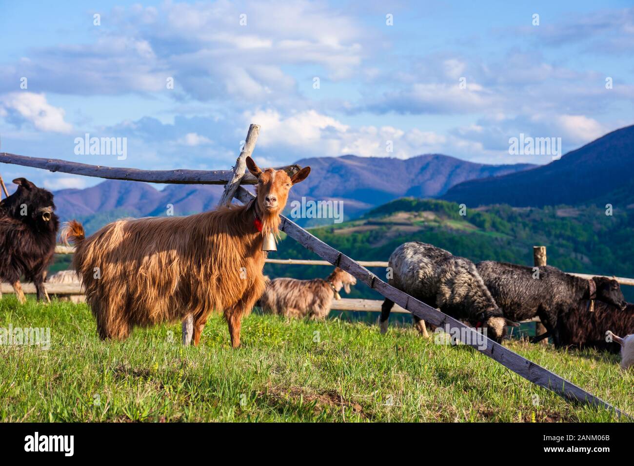 herd of goats on the alpine meadow in spring. beautiful rural scenery in evening light. mountain ridge in the distance. wonderful sunny weather with f Stock Photo