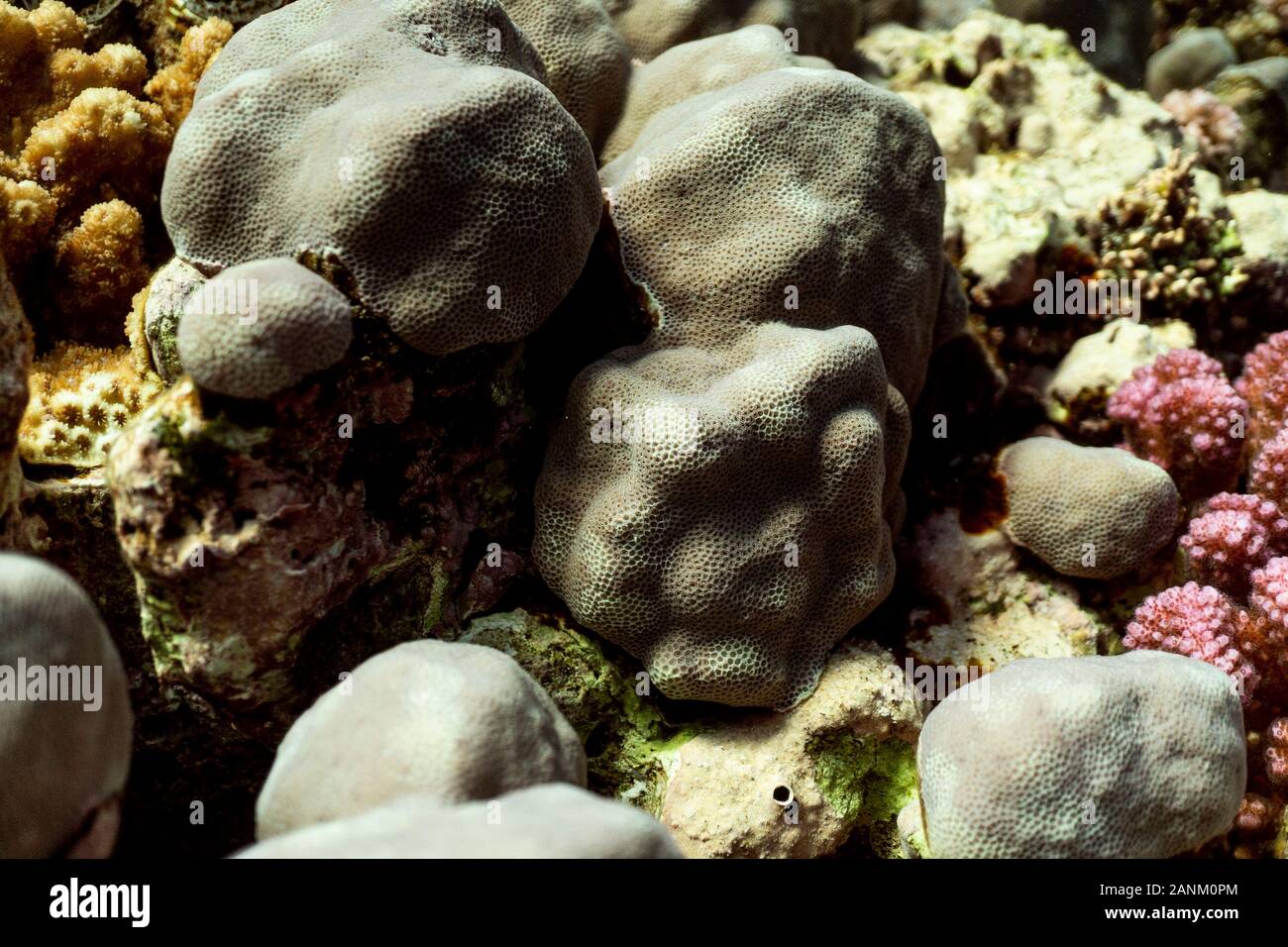 Coral reef close up, coral reef macro photography, underwater coral reef texture, ocean nature close up Stock Photo
