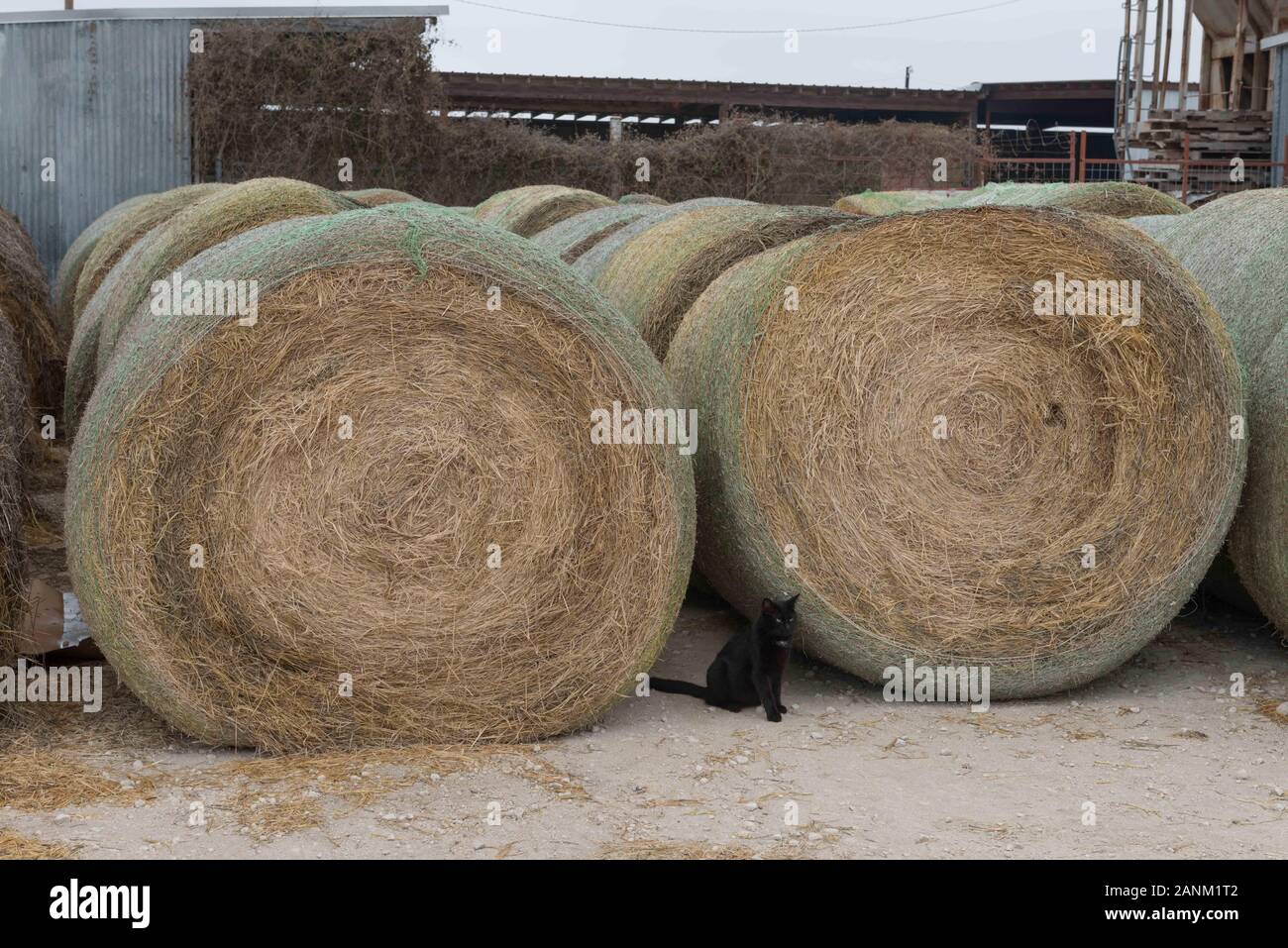 A black cat makes an appearance between some hay rolls outside some sheds in the little town of Bracketville in Kinney County, Texas Physical description: 1 photographÂ : digital, tiff file, color.  Notes: Title, date, and keywords based on information provided by the photographer.; Gift; The Lyda Hill Foundation; 2014; (DLC/PP-2014:054).; Forms part of: Lyda Hill Texas Collection of Photographs in 's America Project in the  Archive.; Credit line: The Lyda Hill Texas Collection of Photographs in 's America Project, Library of Stock Photo