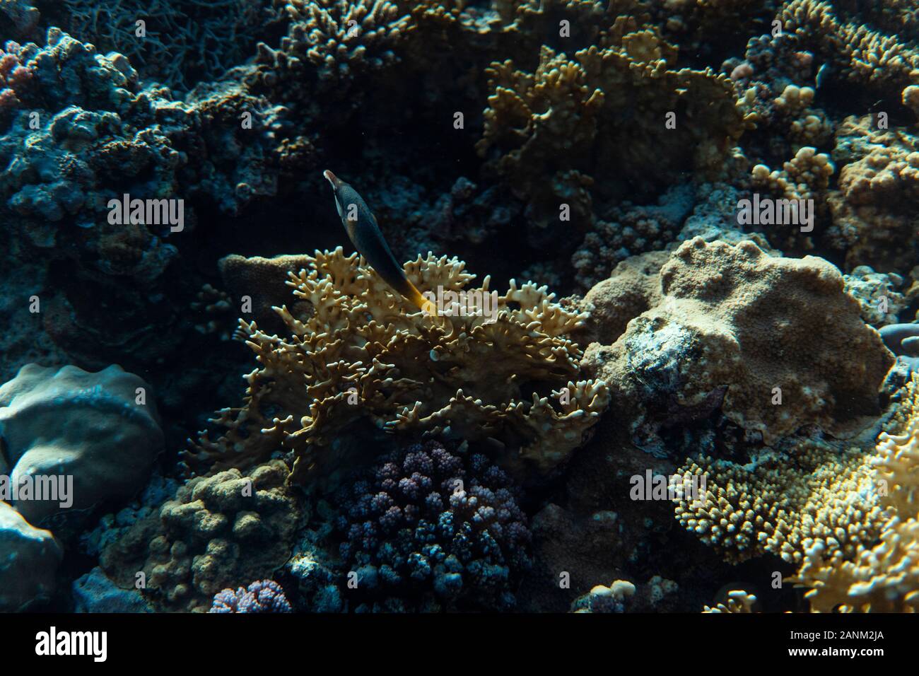 gomphosus caeruleus underwater in the ocean of egypt, underwater in the ocean of egypt, gomphosus caeruleus underwater photograph underwater photograp Stock Photo