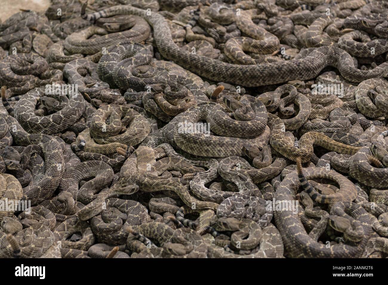 Worlds largest rattlesnake round up hires stock photography and images