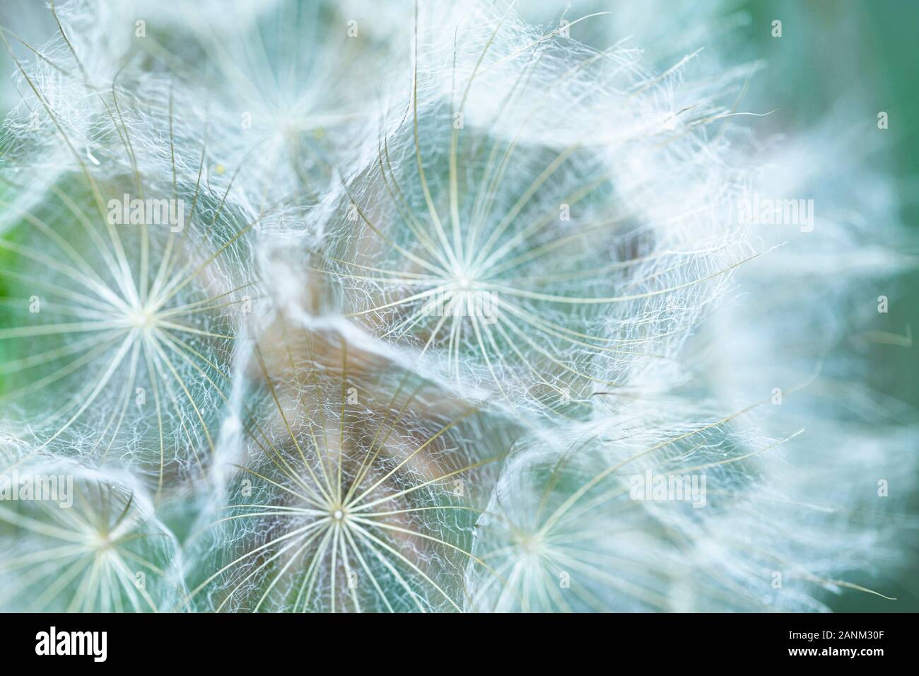 Head of seeds of the Tragopogon plant - shallow depth of field Stock Photo
