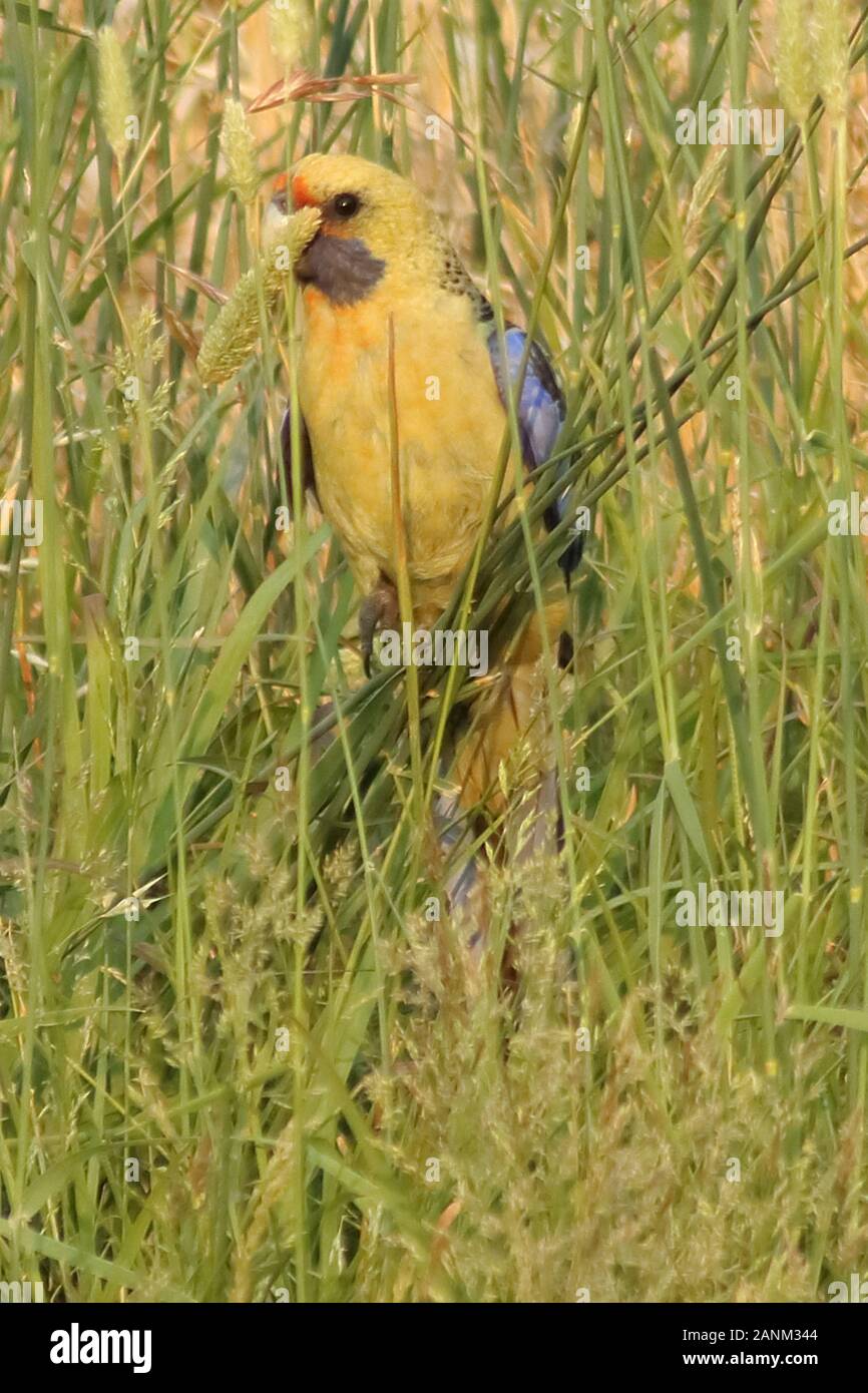 Green Rosella, Native to Tasmania found in Victoria, Australia. Not normally found in Australia, sitting on bunch of grass eating seeds. Stock Photo