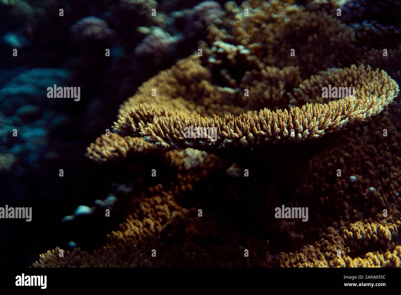 Coral reef close up, coral reef macro photography, underwater coral reef texture, ocean nature close up Stock Photo