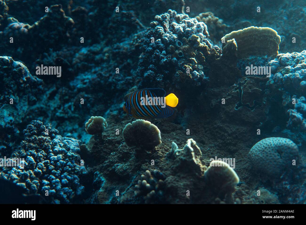 pygoplites diacanthus underwater in the ocean of egypt, underwater in