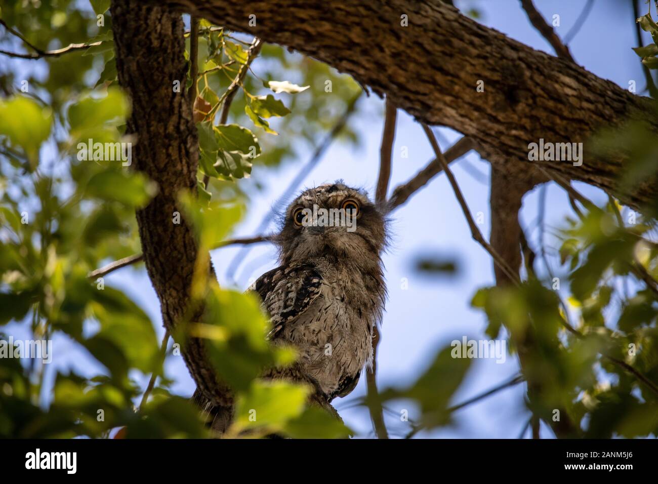 Tawny Frogmouth owl Stock Photo