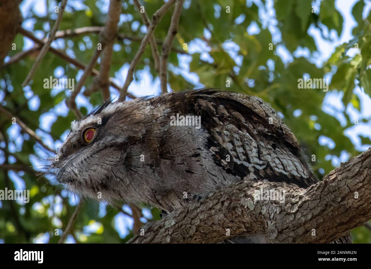 Tawny Frogmouth owl Stock Photo