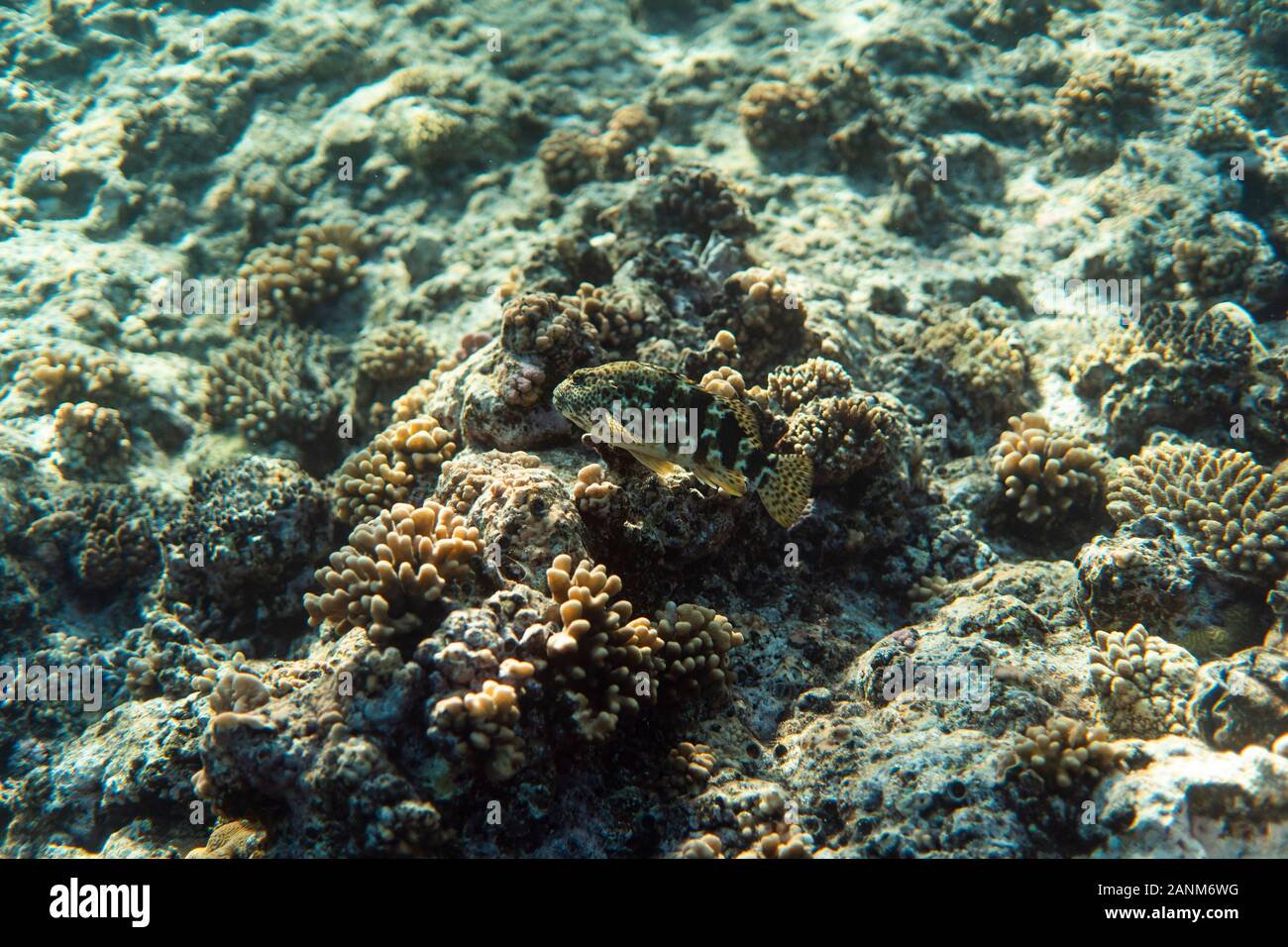 fish on a coral reef, underwater photography image, snorkeling in the ocean of egypt Stock Photo
