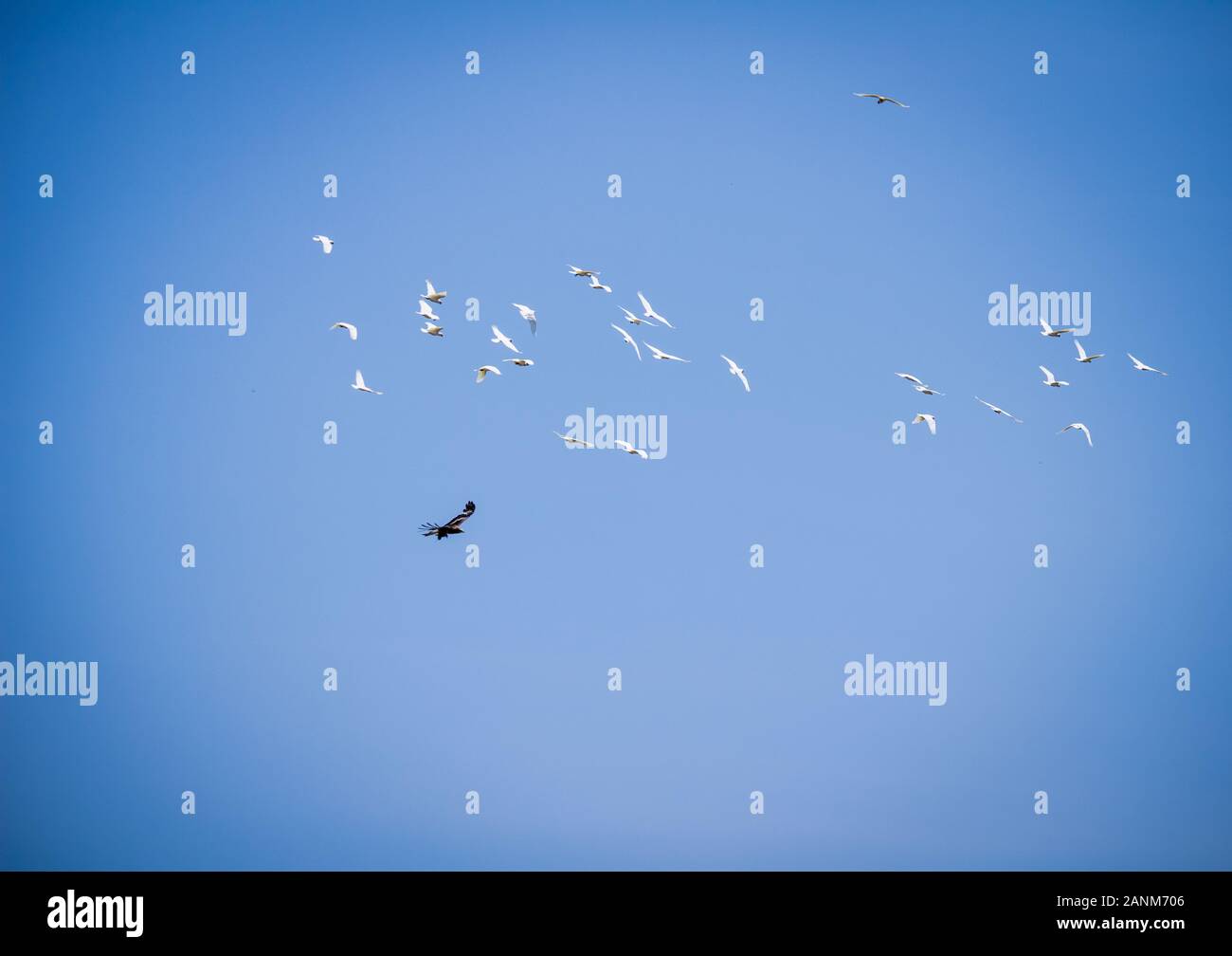 Eagle chasing Cockatoos Stock Photo