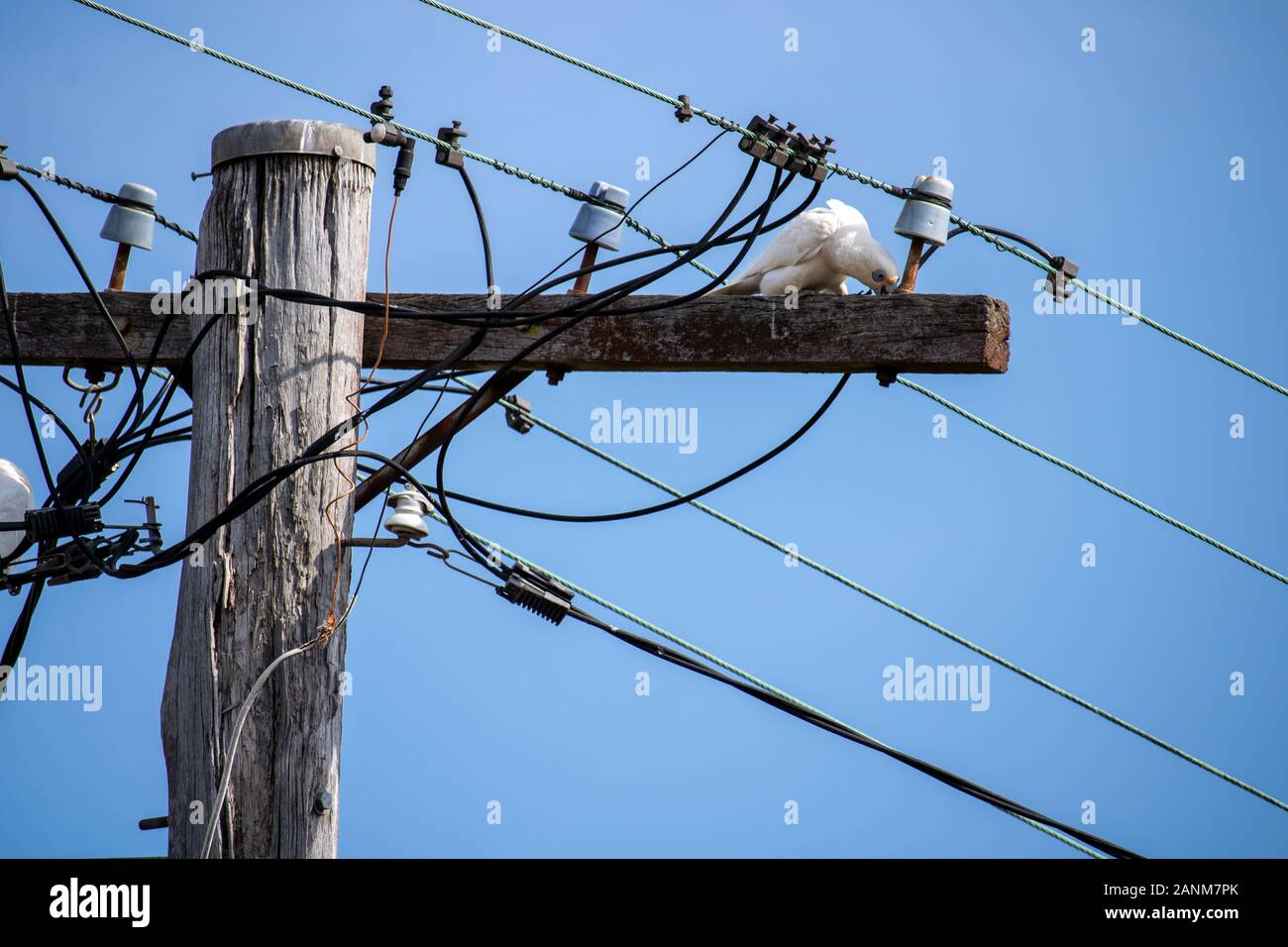 Naughty corella bird chewing on telegraph pole Stock Photo