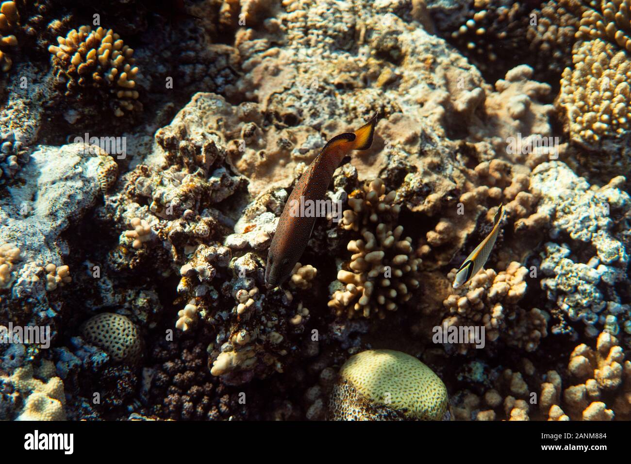 fish on a coral reef, underwater photography image, snorkeling in the ocean of egypt Stock Photo